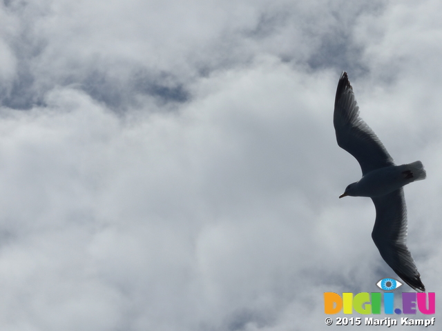 FZ015914 Herring Gull (Larus argentatus) [Seagull] in flight